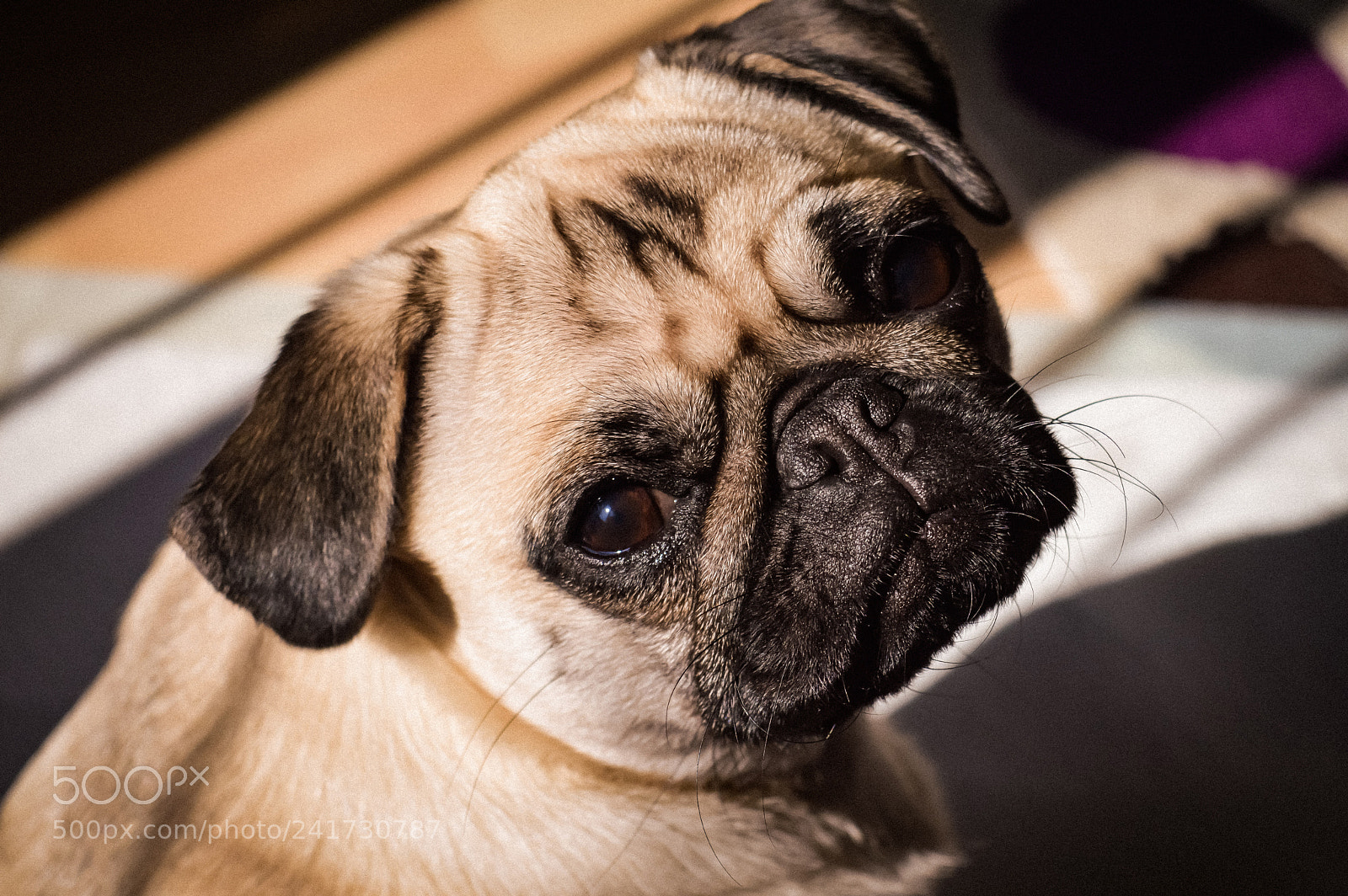 Nikon D3200 sample photo. Tink photography