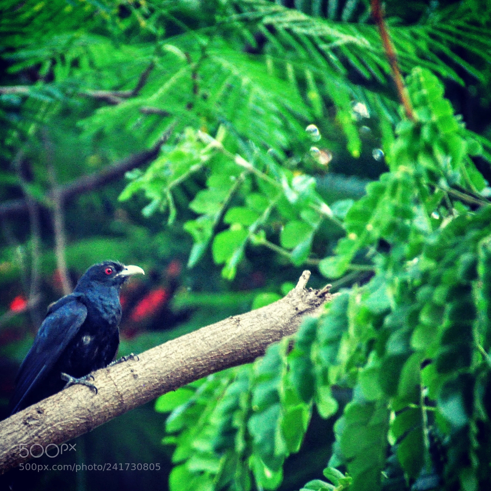 Nikon D5000 sample photo. Going cuckoo photography