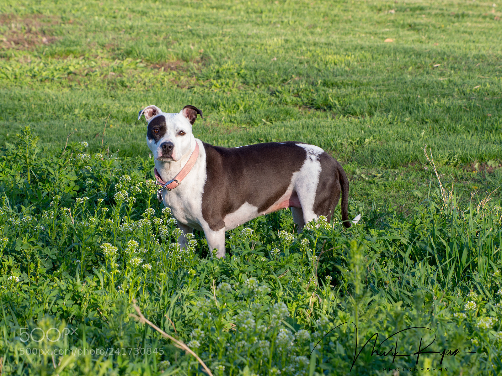 Olympus OM-D E-M5 sample photo. Xena.jpg photography