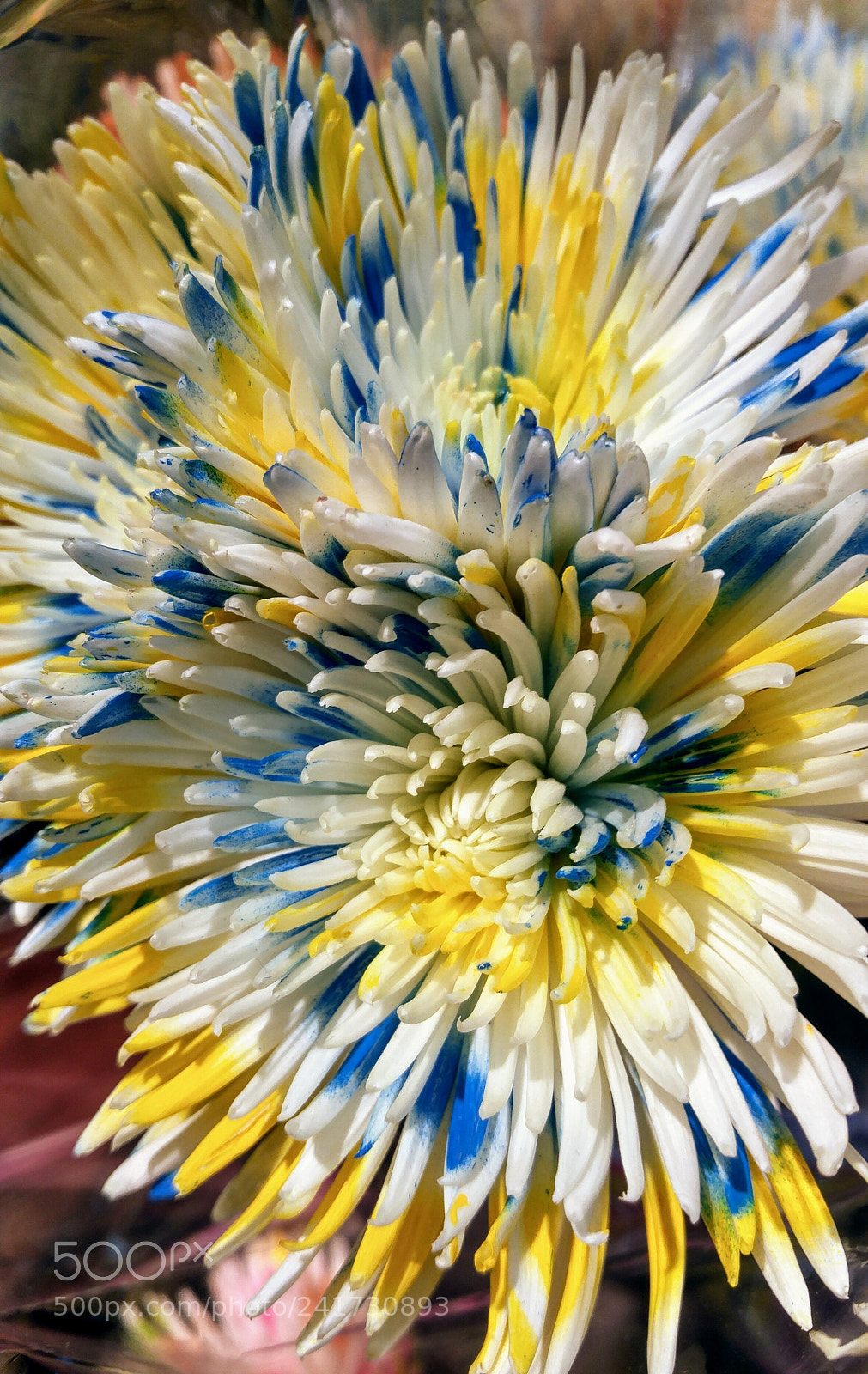 LG G4 sample photo. Feeling a little blue photography