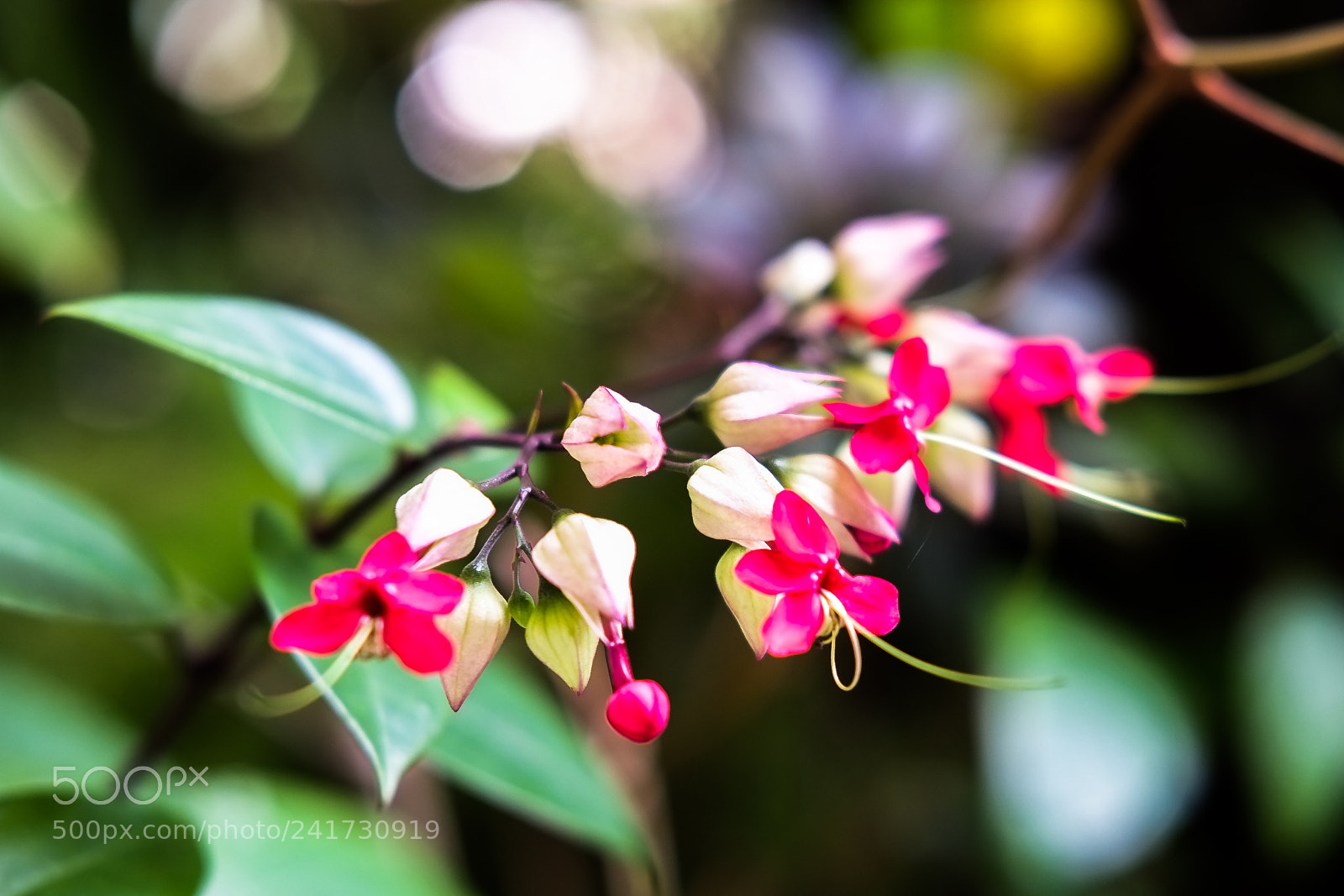 Fujifilm X-E1 sample photo. White and red photography