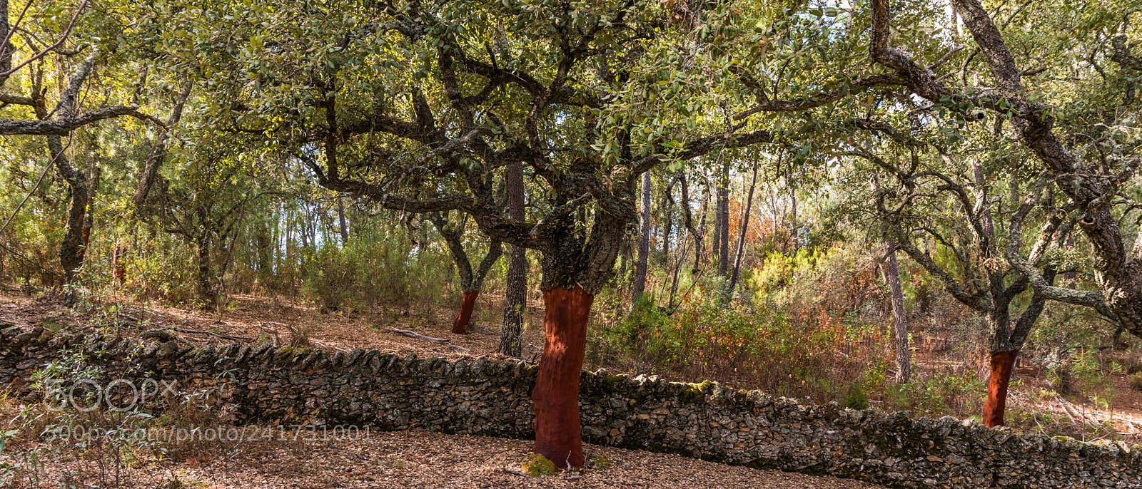 Nikon D5500 sample photo. Cork photography