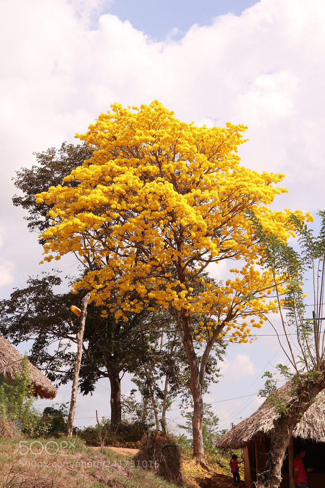 Canon EOS 77D (EOS 9000D / EOS 770D) sample photo. Dry season flowers photography