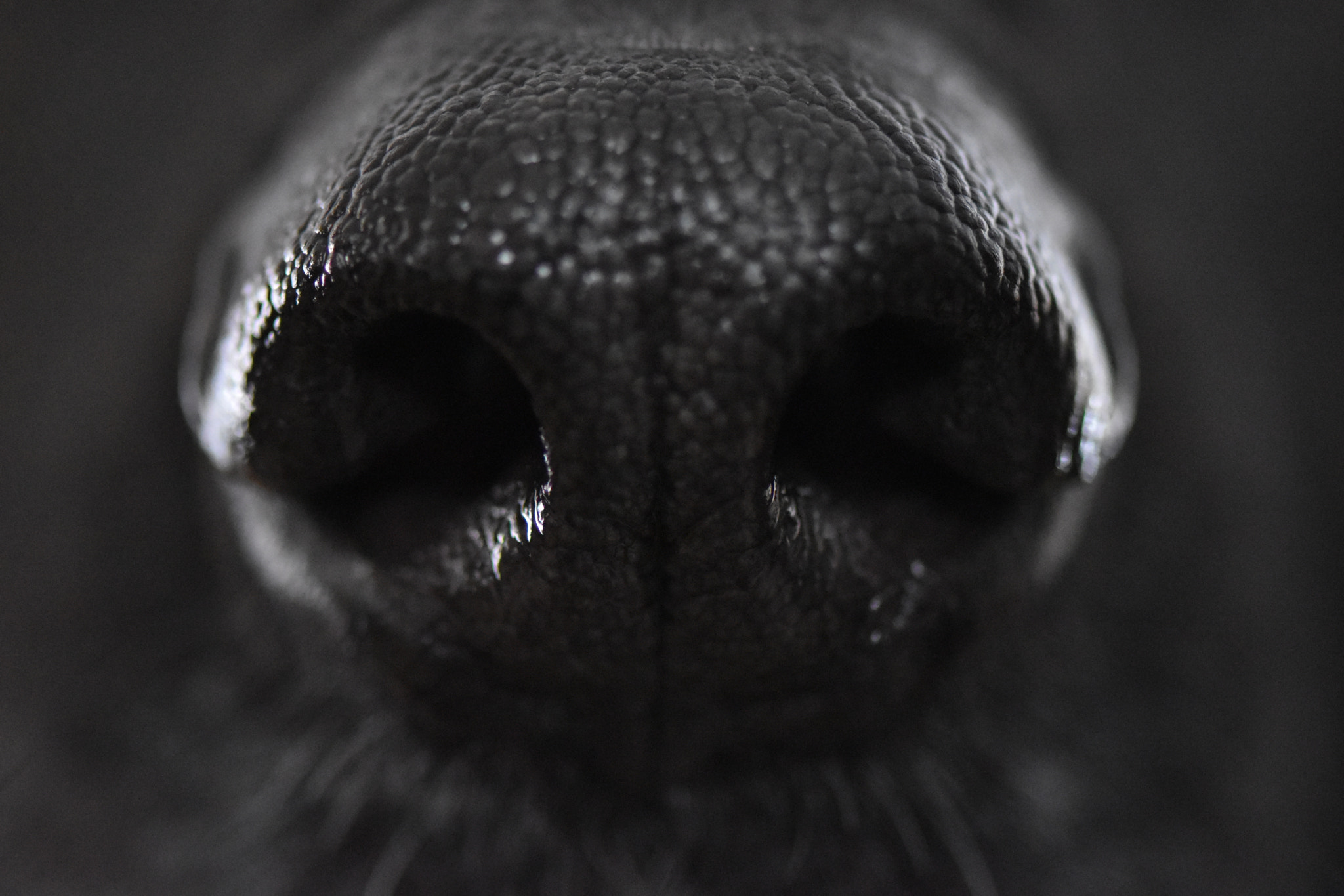 Nikon AF-S Micro-Nikkor 105mm F2.8G IF-ED VR sample photo