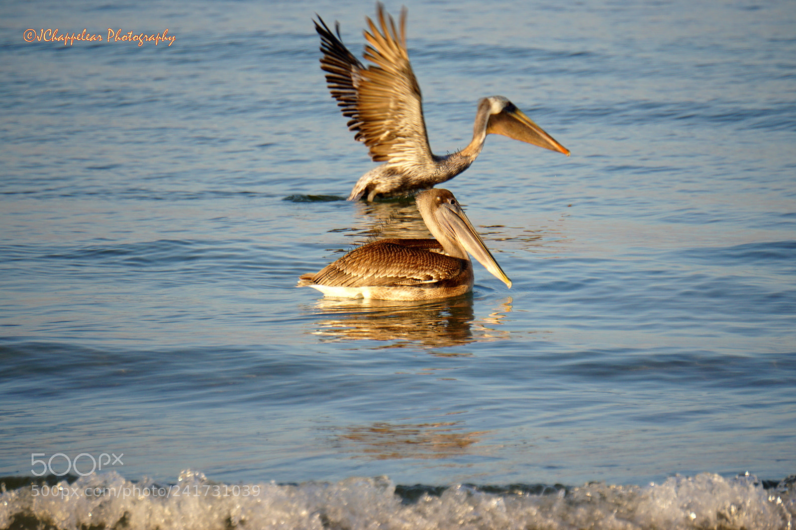 Sony E 55-210mm F4.5-6.3 OSS sample photo. Pair of brown pelicans photography