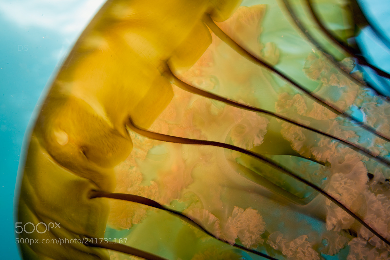 Nikon D810 sample photo. Sea nettle photography