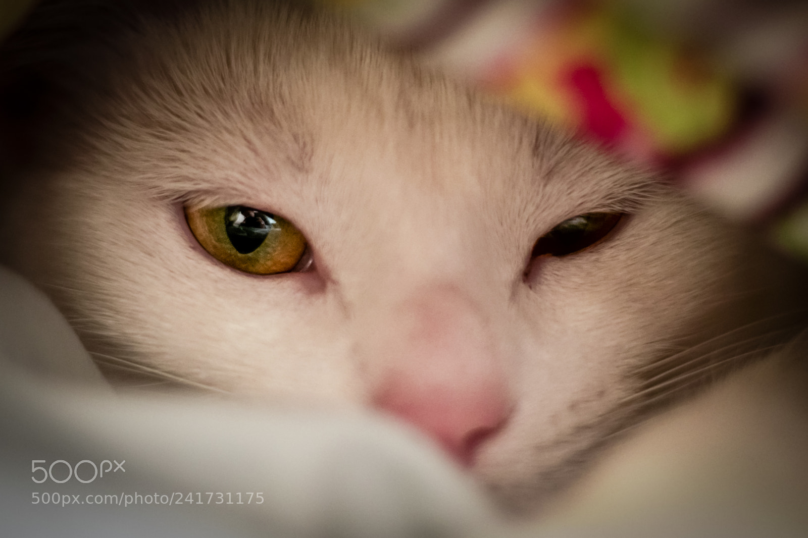 Sony a6300 sample photo. Cat eye photography