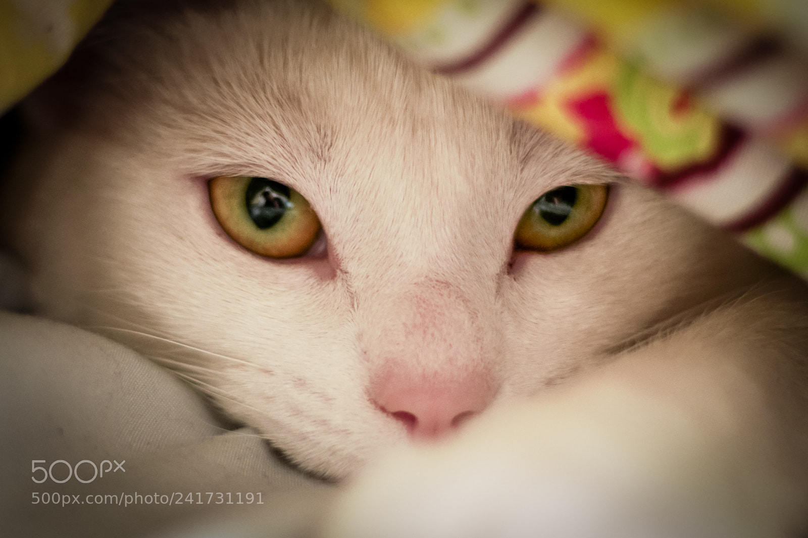 Sony a6300 sample photo. Cat eye photography