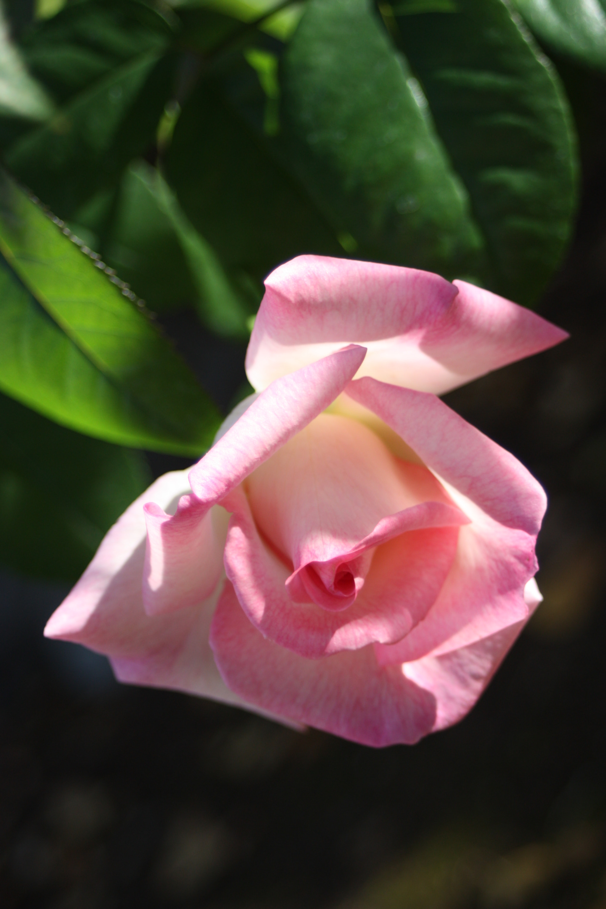 Canon EF 28-80mm f/3.5-5.6 sample photo. Img photography