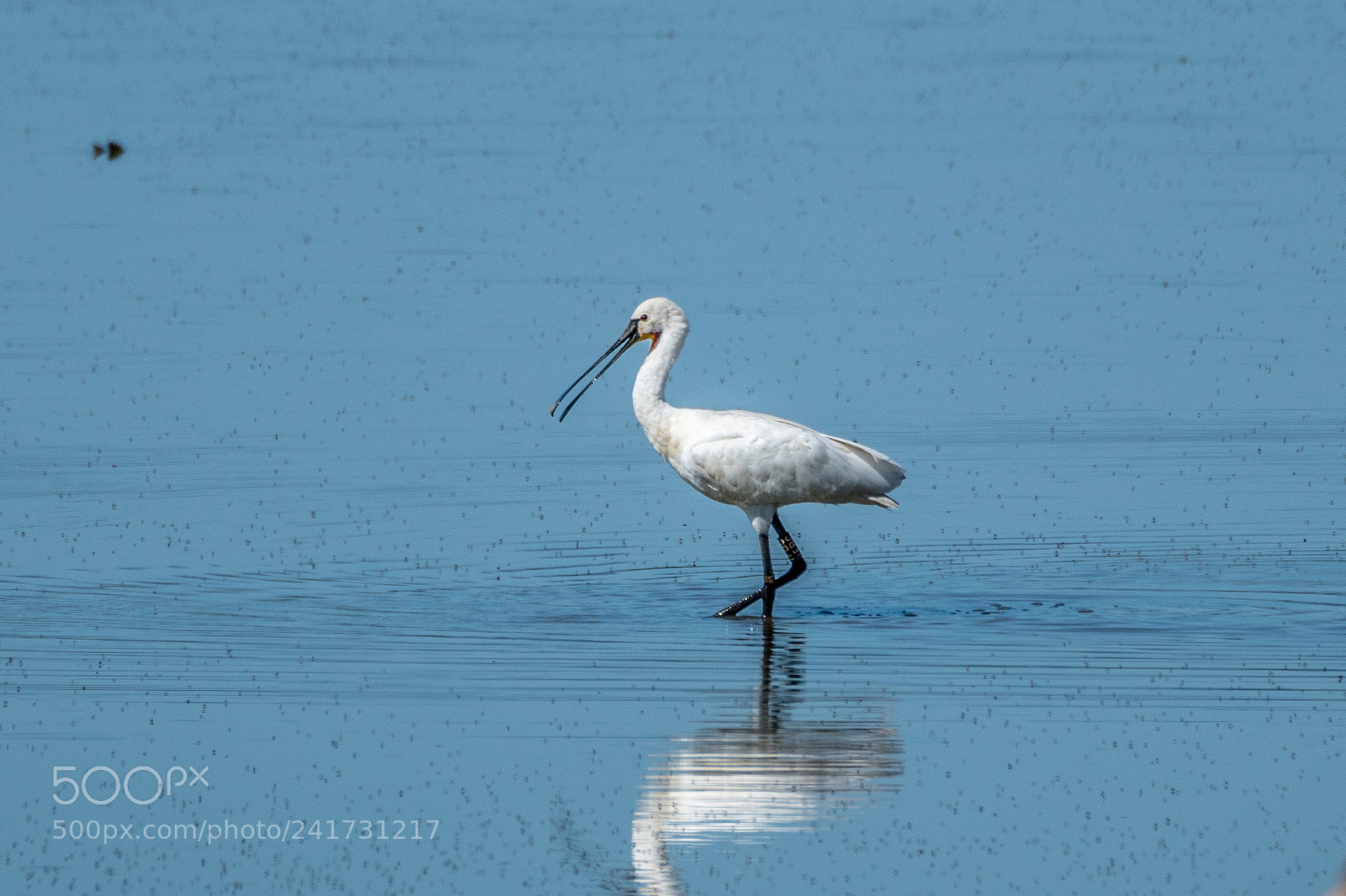 Nikon D5500 sample photo. Spoonbill photography