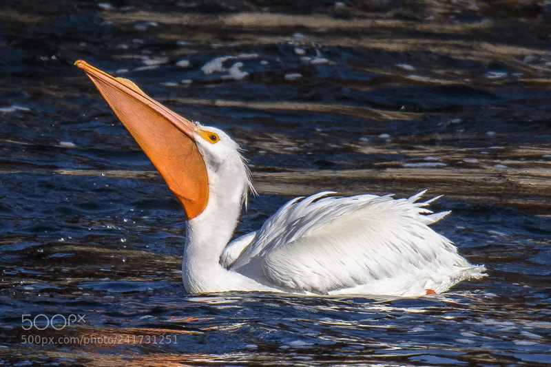 Nikon D500 sample photo. Stuck up white pelican photography