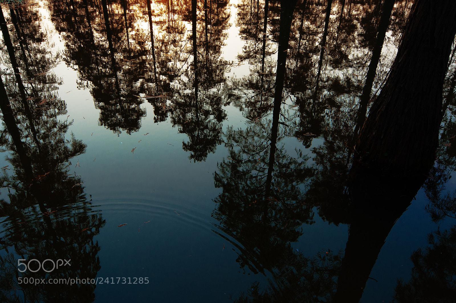 Nikon D7100 sample photo. Untitled photography