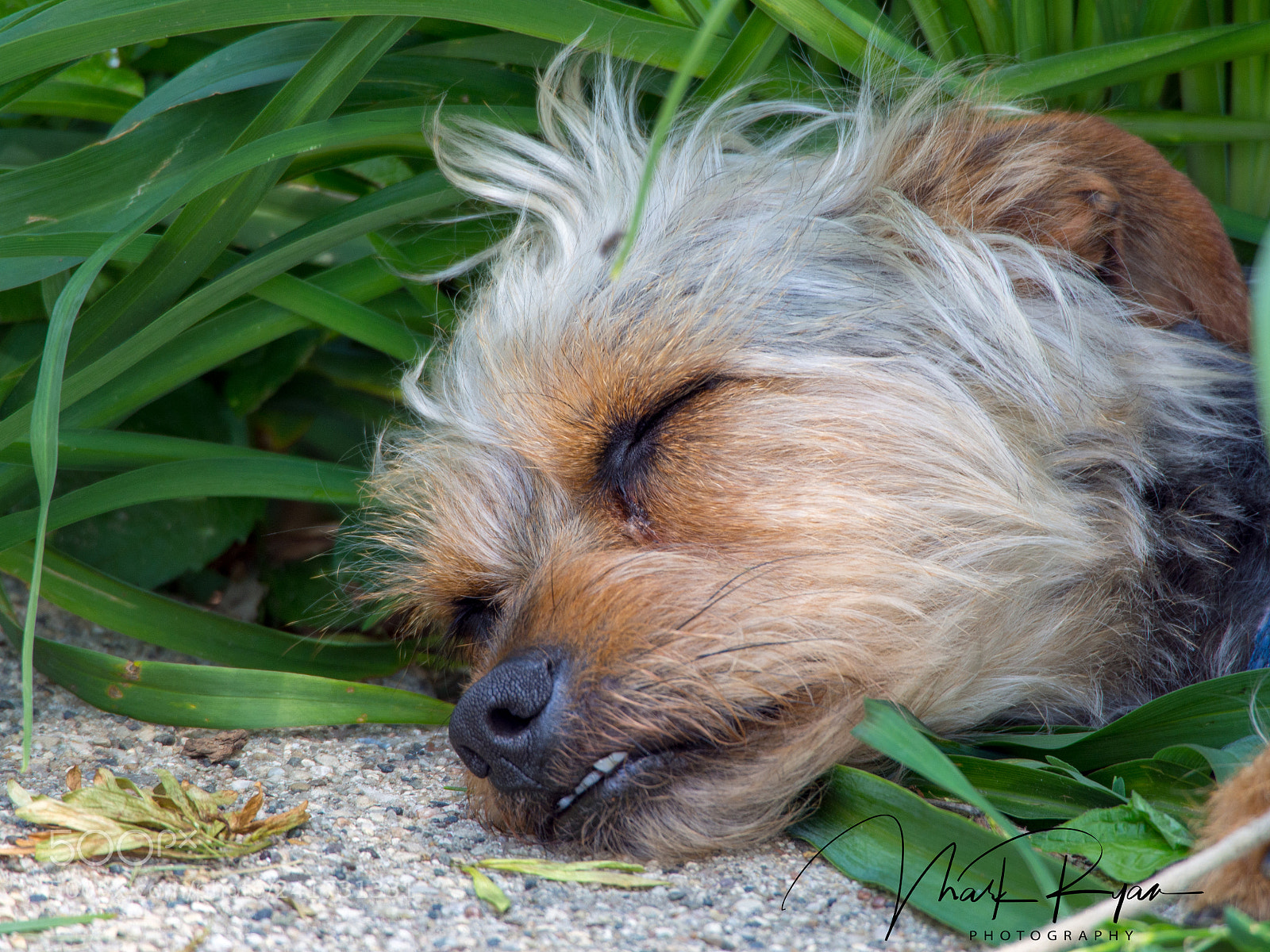 Olympus OM-D E-M5 sample photo. Cooper dog days of photography