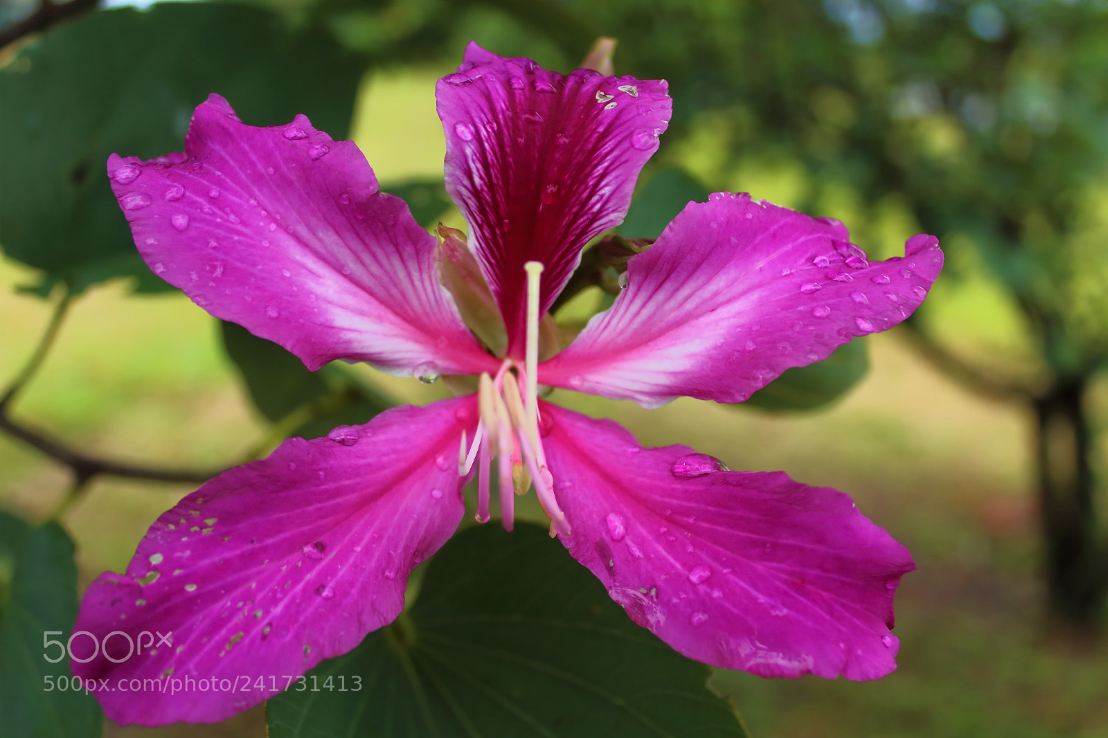 Canon EOS 1200D (EOS Rebel T5 / EOS Kiss X70 / EOS Hi) sample photo. Flor... photography