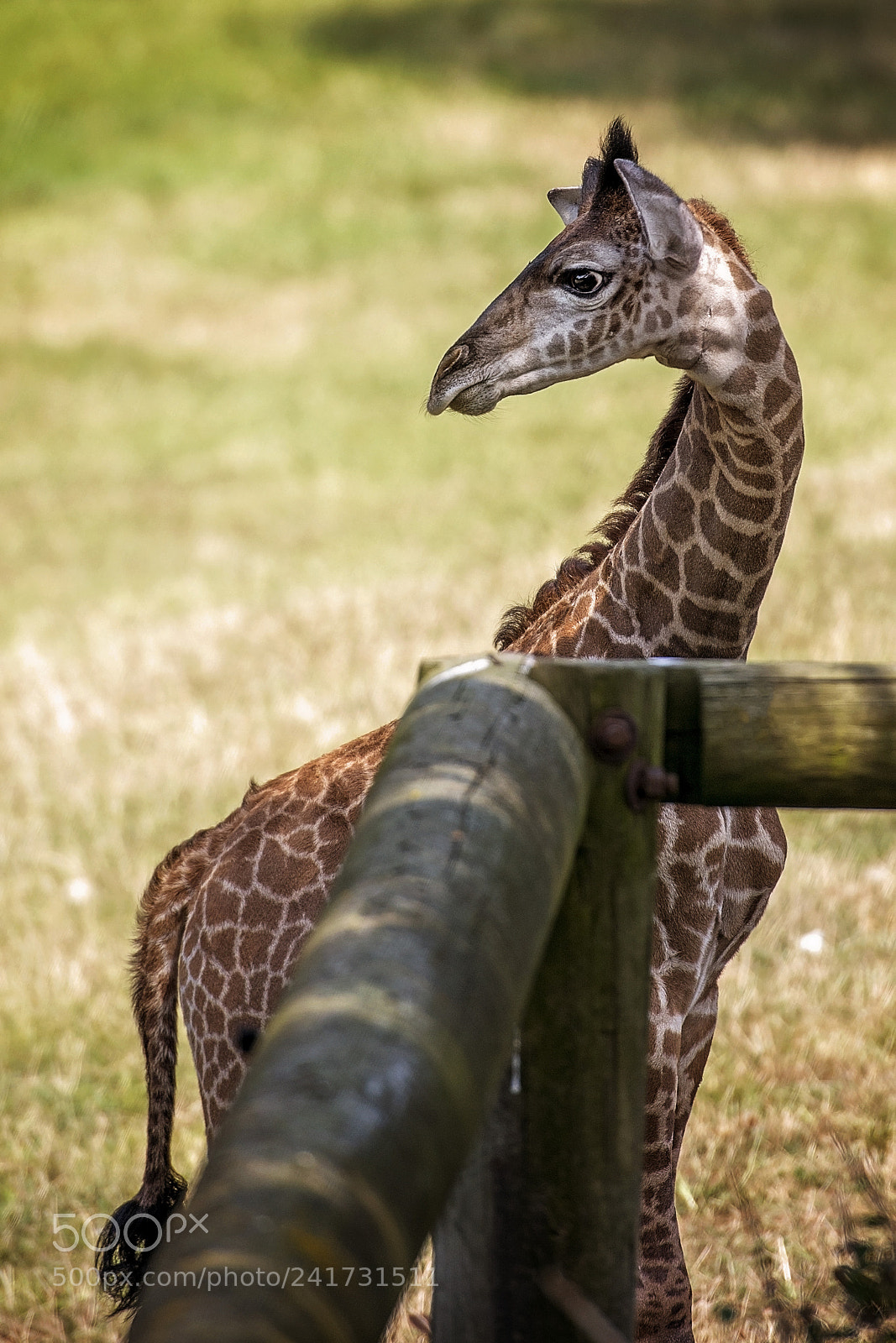 Nikon D7100 sample photo. Baby giraffe photography