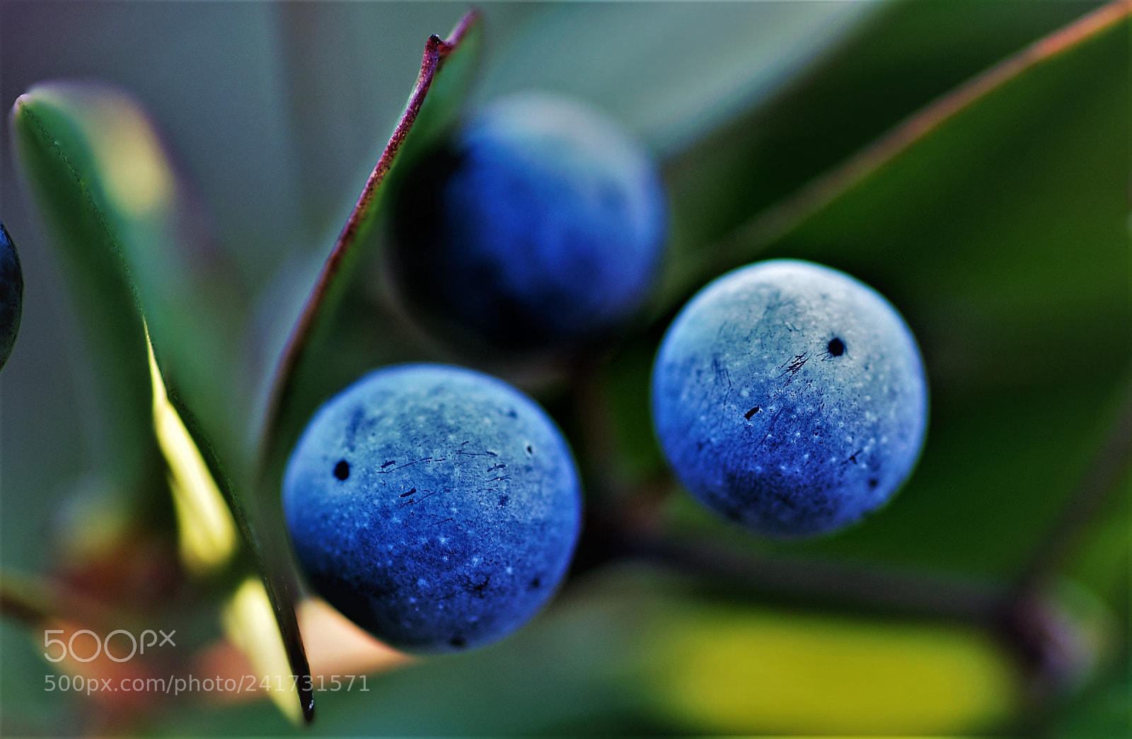 Nikon D5000 sample photo. Blue balls photography
