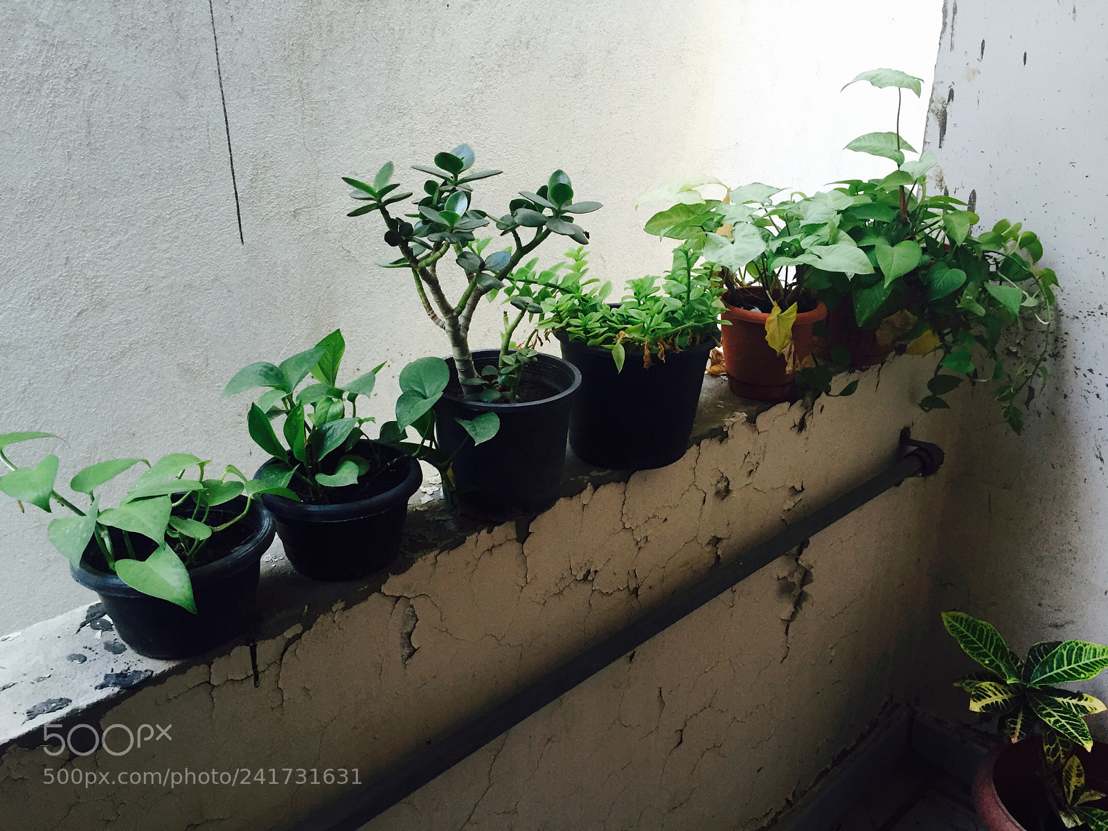 Apple iPhone 6 sample photo. Plant’s morning. photography