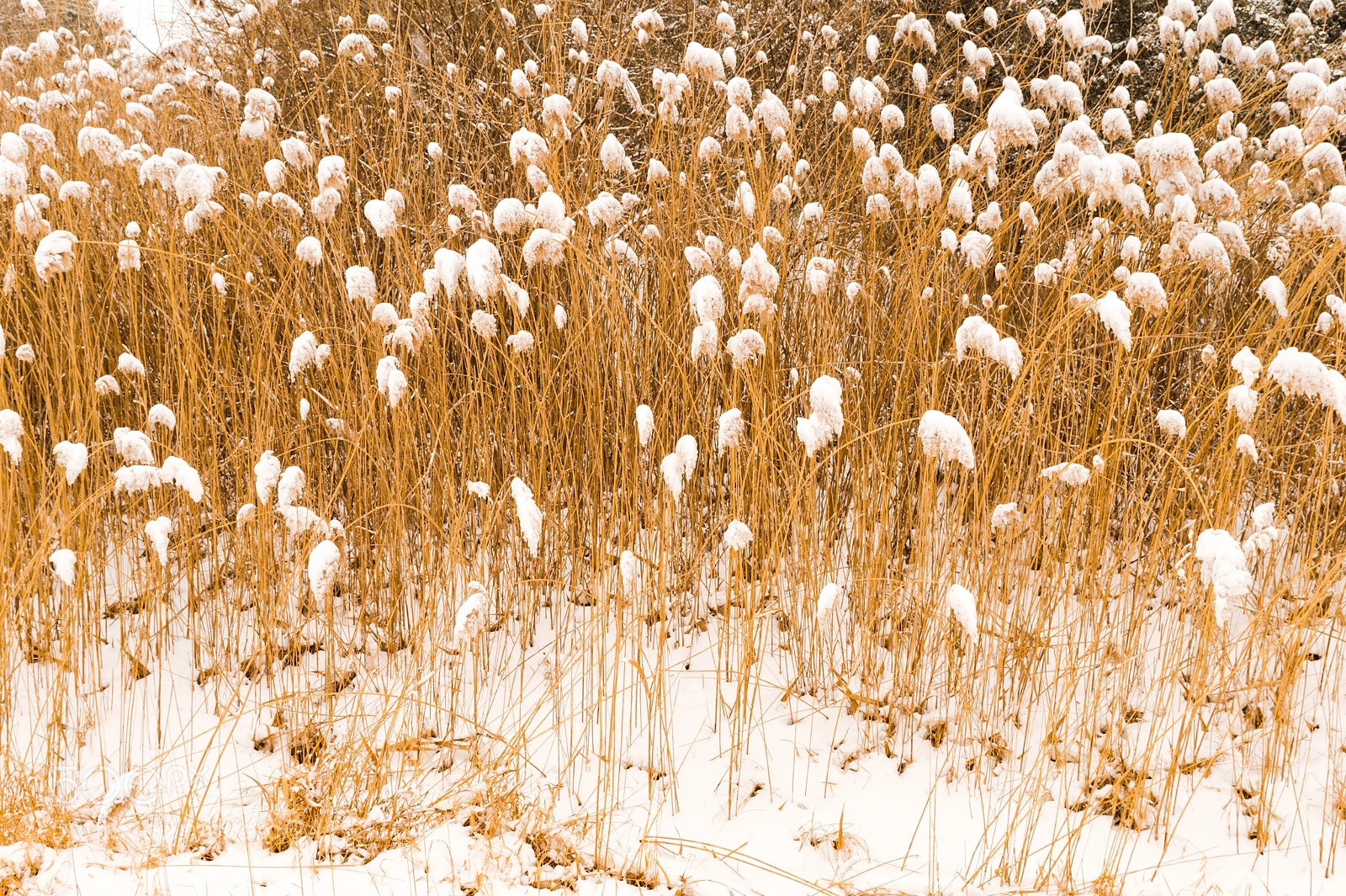 Nikon Df sample photo. "snow flower" photography
