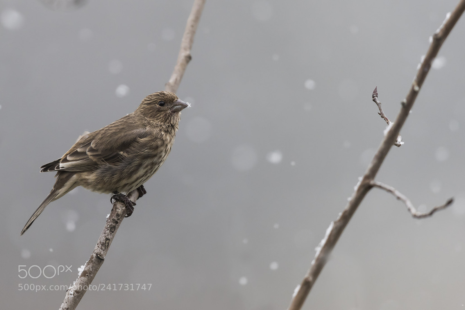Nikon D810 sample photo. Snowy goldfinch photography