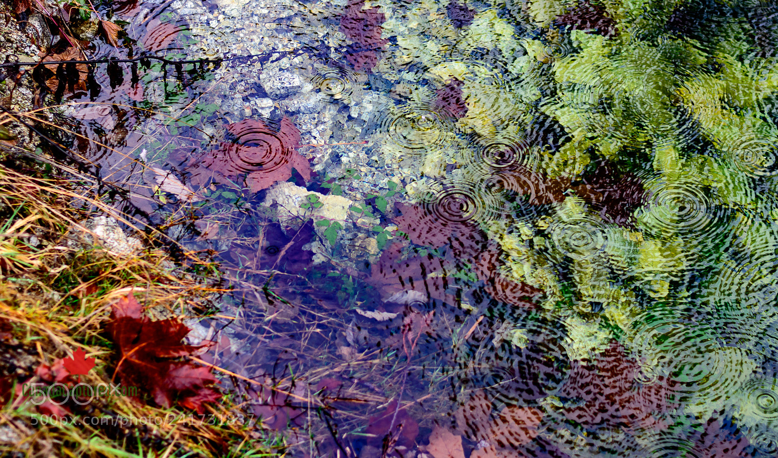 Nikon D3200 sample photo. Mapledrops photography