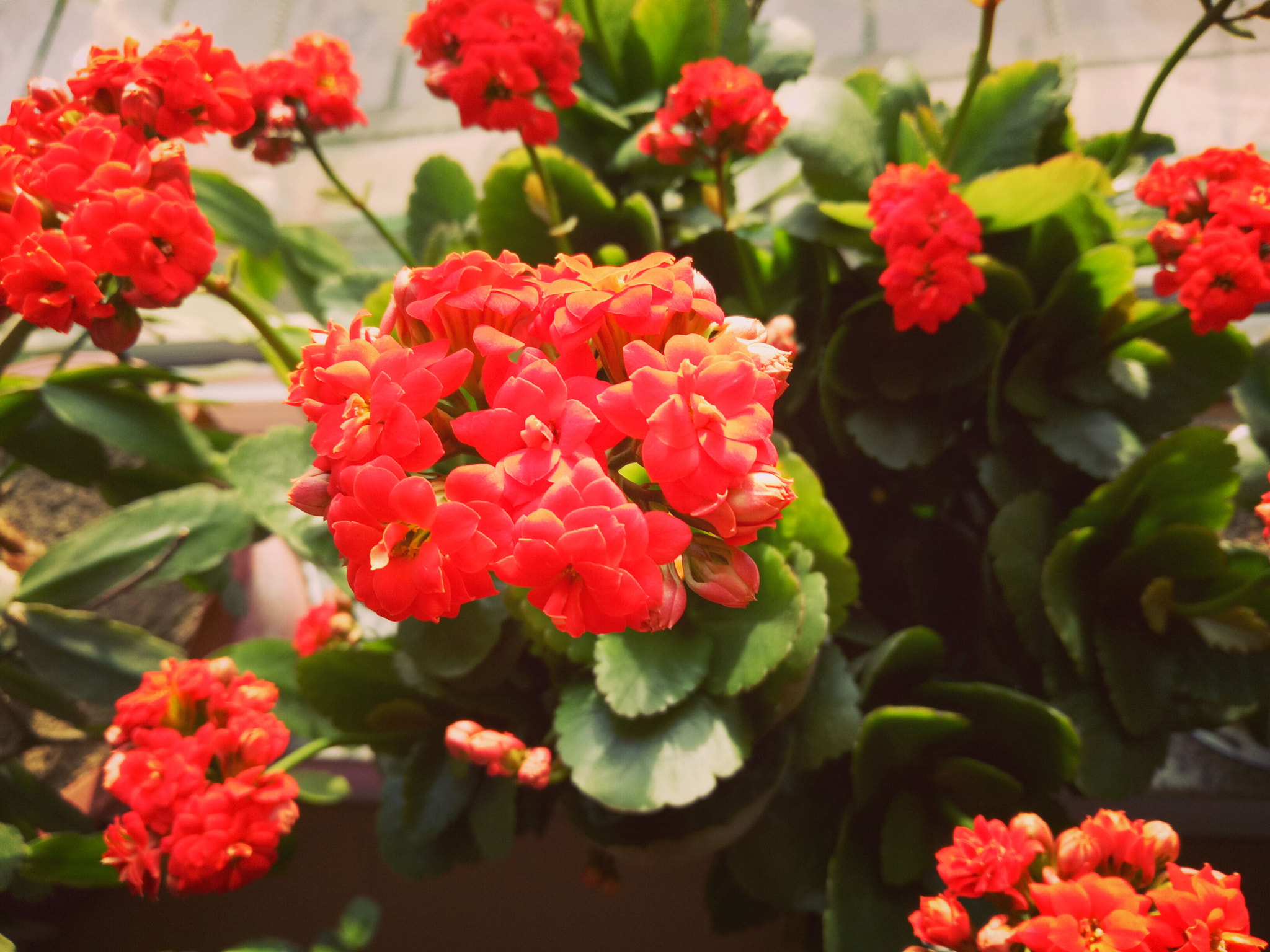 OPPO R9k sample photo