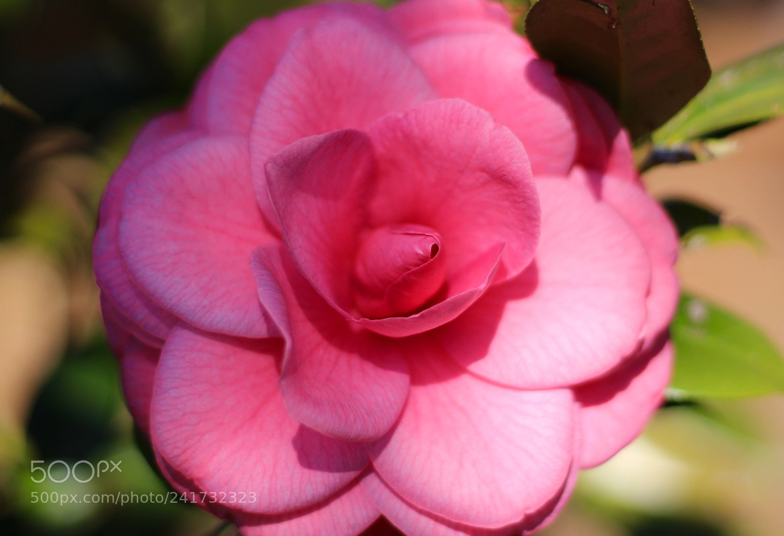 Canon EOS 100D (EOS Rebel SL1 / EOS Kiss X7) sample photo. Rose form camellia photography
