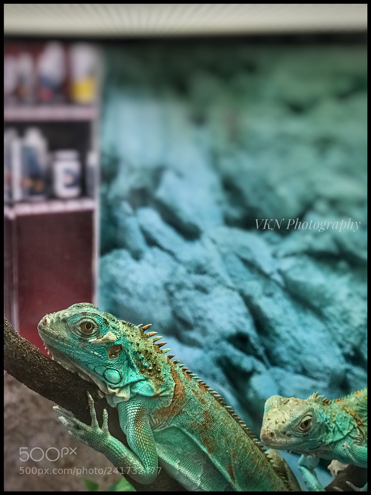 Apple iPhone 7 Plus sample photo. I m not prehistoric photography