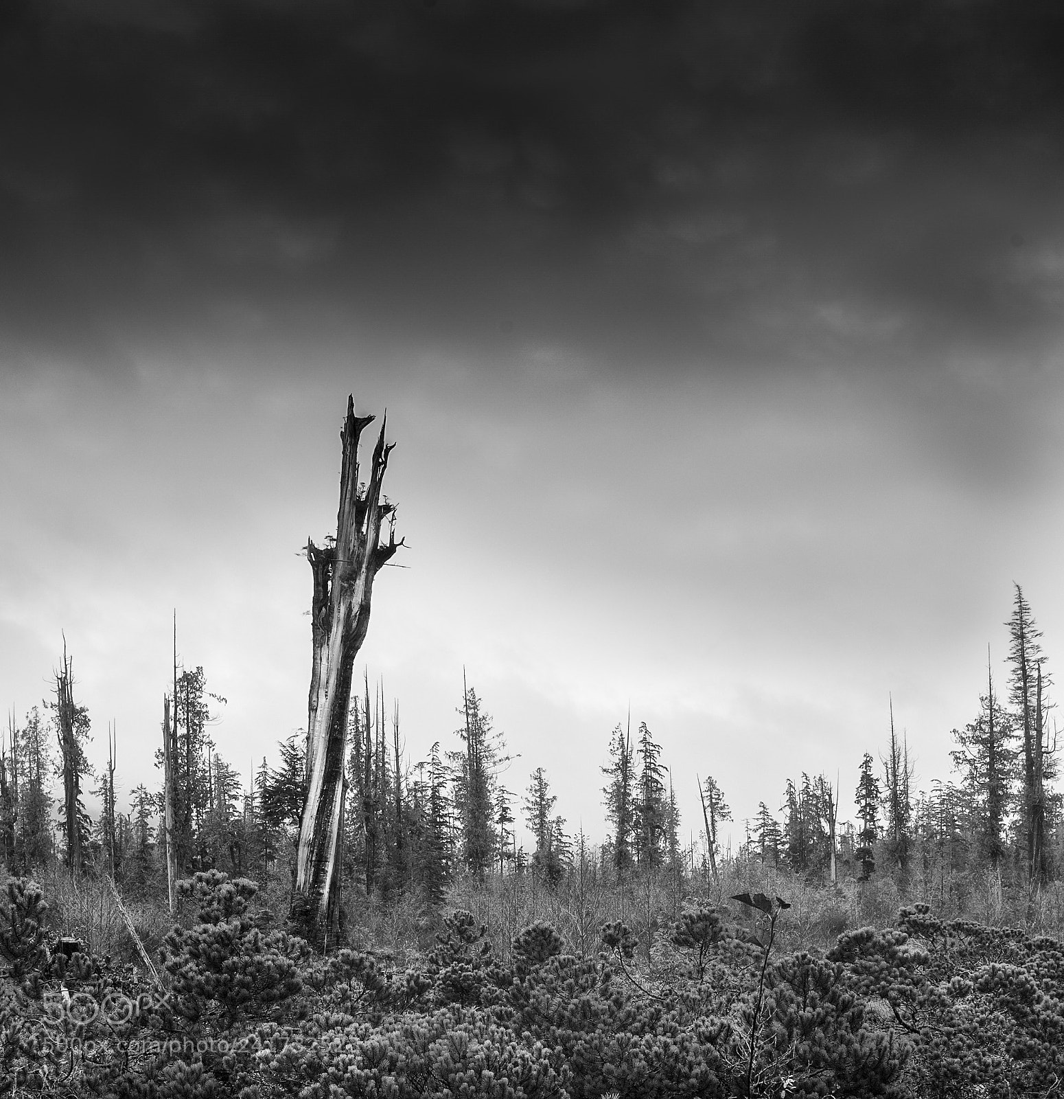 Nikon D700 sample photo. Ucluelet b/w art photography