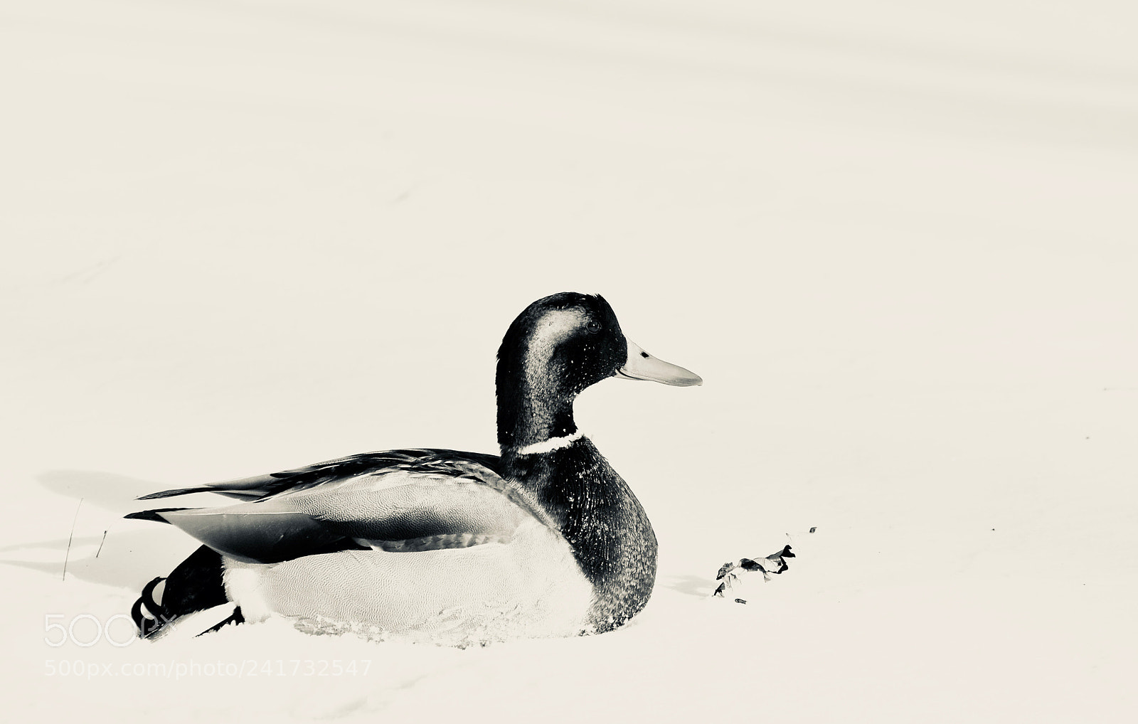Nikon D5000 sample photo. Malard photography