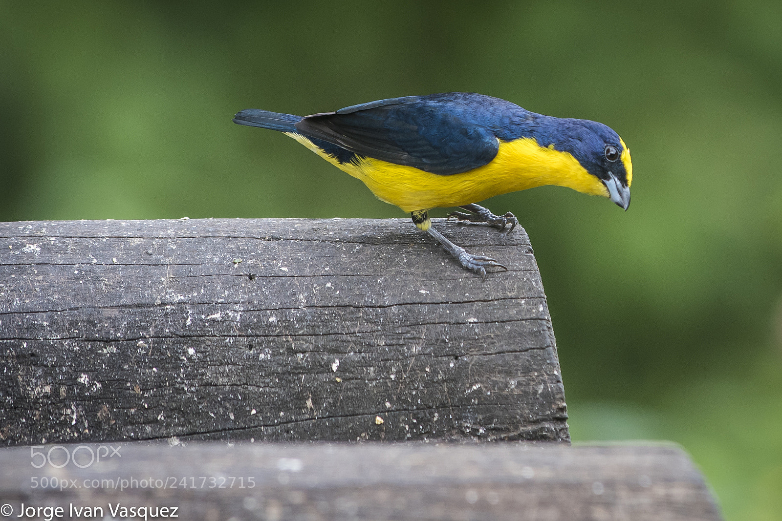 Nikon D810 sample photo. Jardin botanico photography