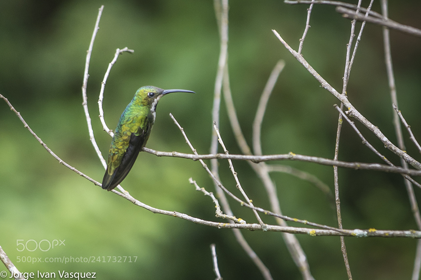 Nikon D810 sample photo. Jardin botanico photography