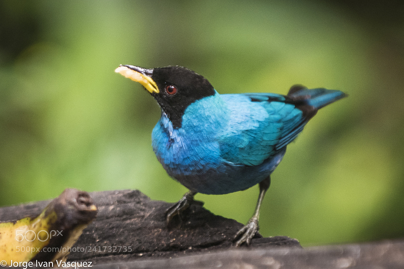 Nikon D810 sample photo. Jardin botanico photography