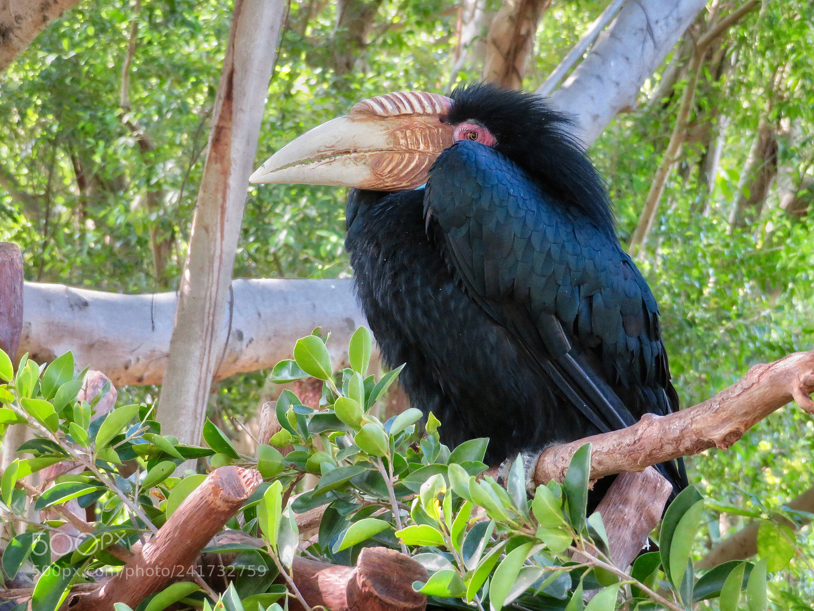 Canon PowerShot SX720 HS sample photo. Wreathed hornbill photography