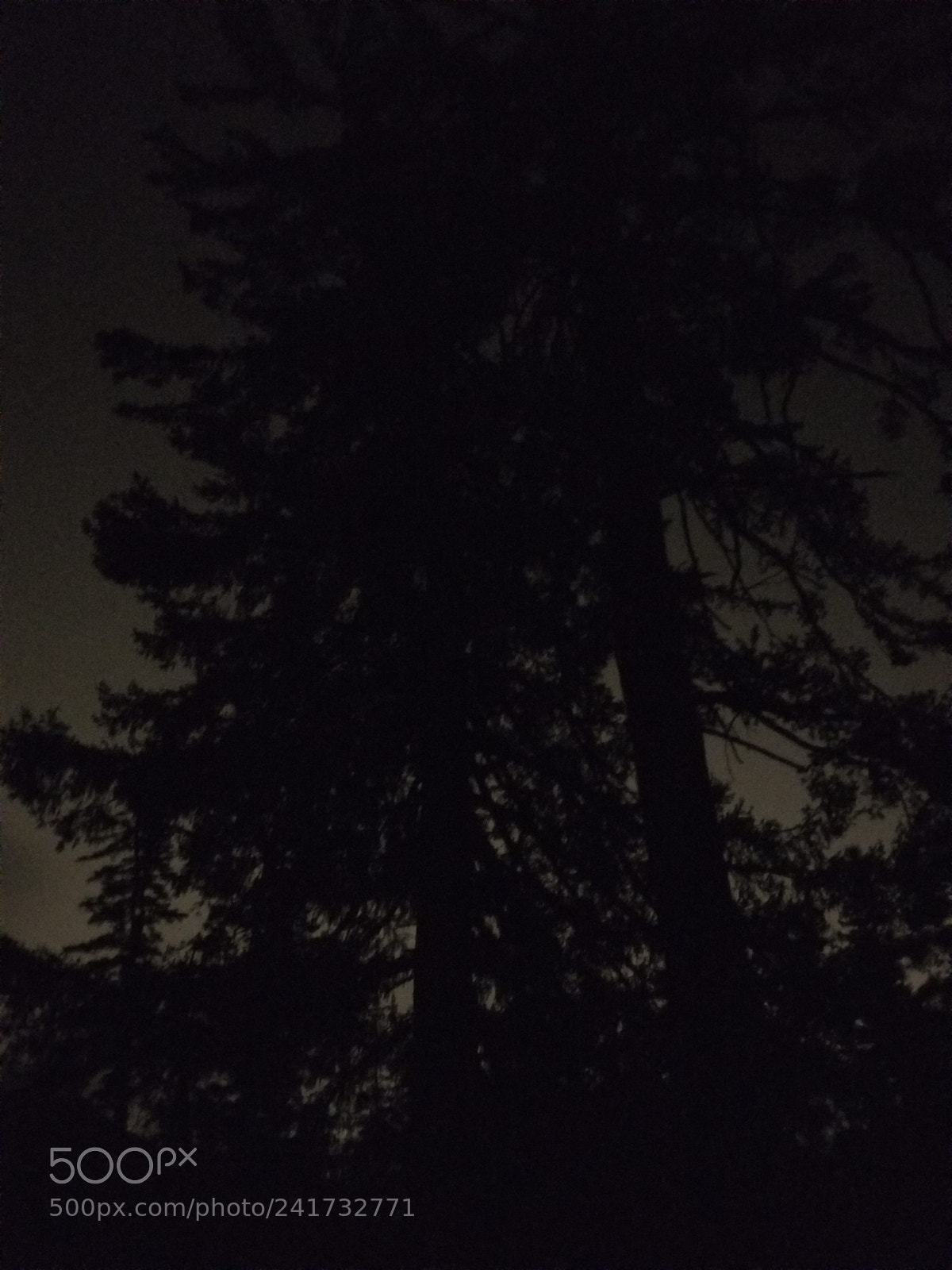 Samsung Galaxy S8 sample photo. Night trees photography