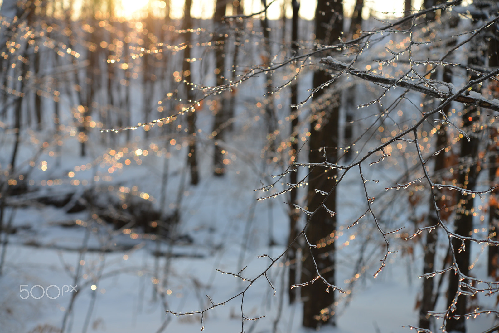 Nikon AF-S Micro-Nikkor 60mm F2.8G ED sample photo. Glitter photography