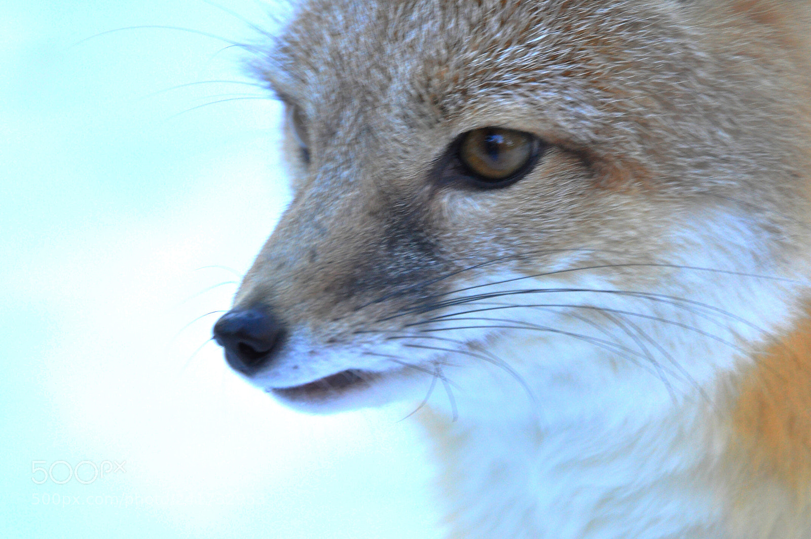 Nikon D90 sample photo. Closeup photography