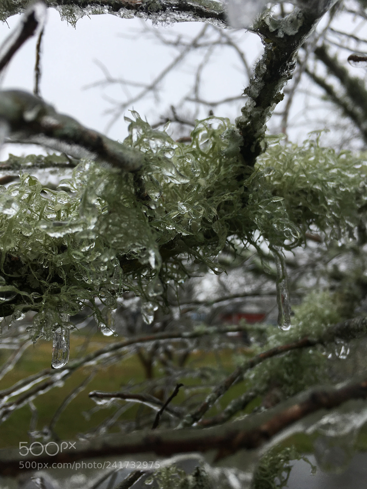 Apple iPhone SE sample photo. Frozen moss photography