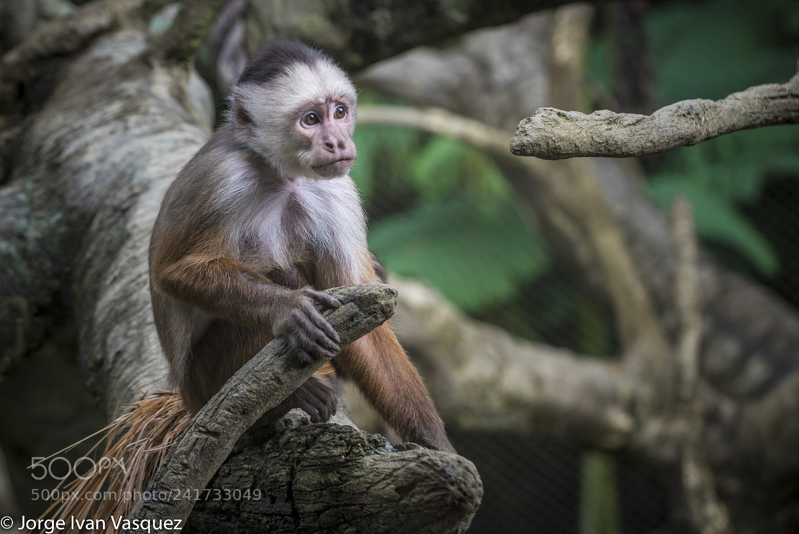Nikon D810 sample photo. Ukumari photography