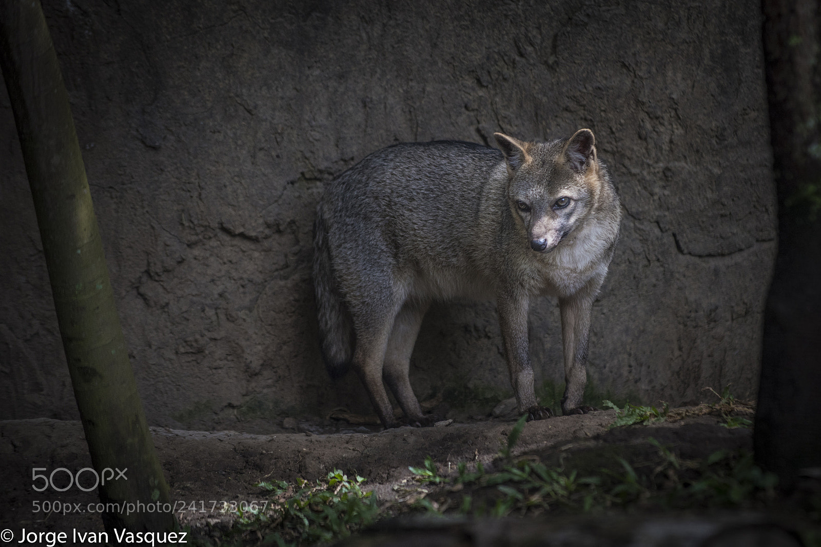 Nikon D810 sample photo. Ukumari photography