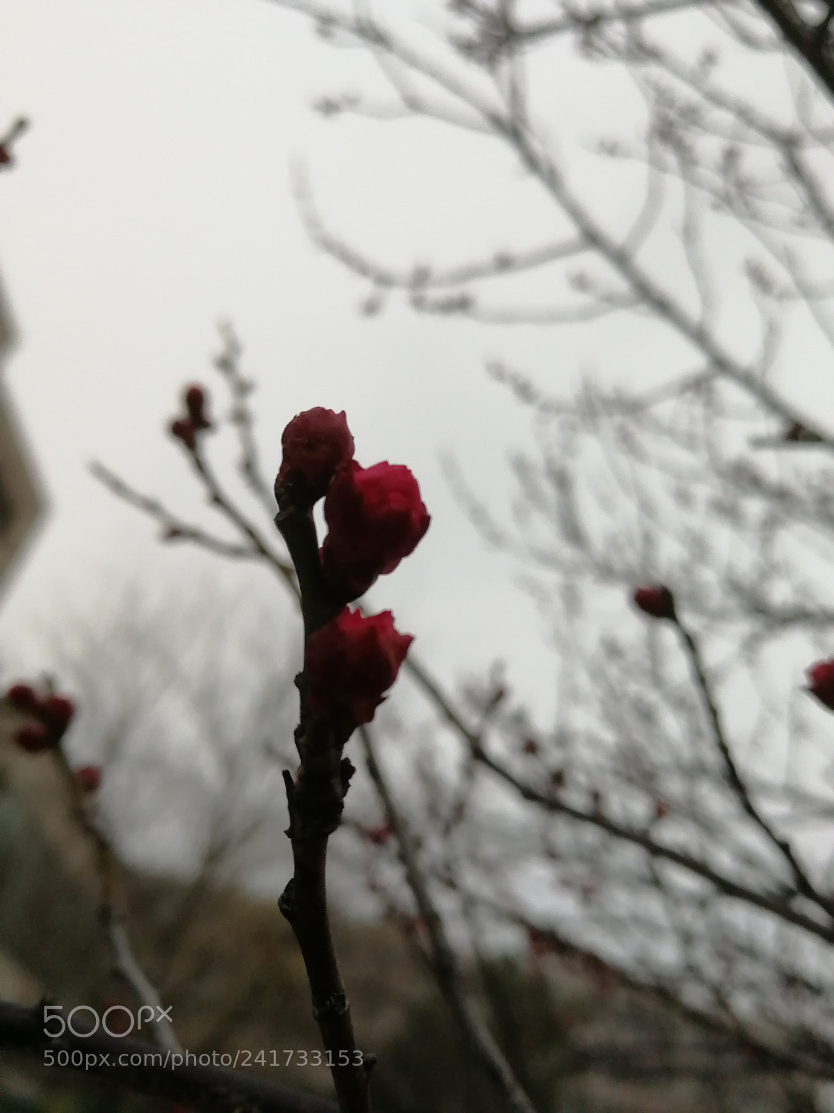 HUAWEI Honor 9 sample photo. Untitled photography