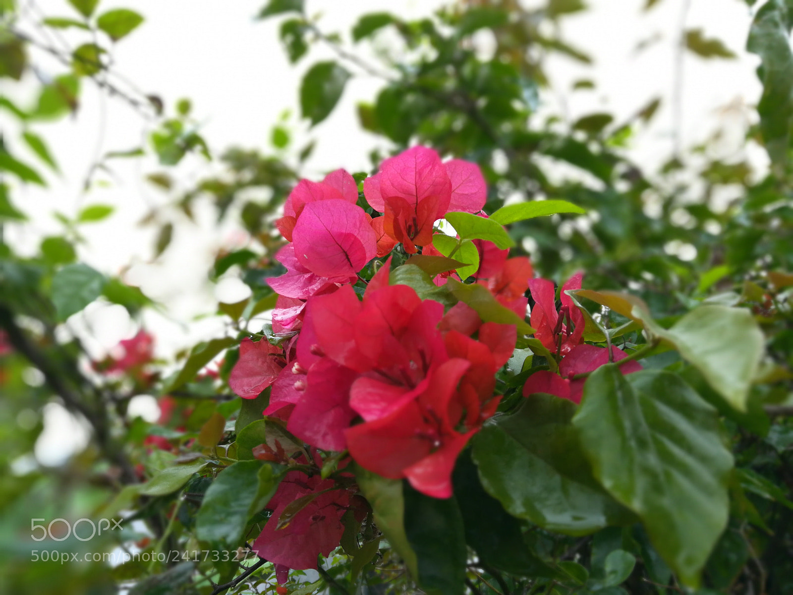 HUAWEI honor 6x sample photo. Napoleon photography