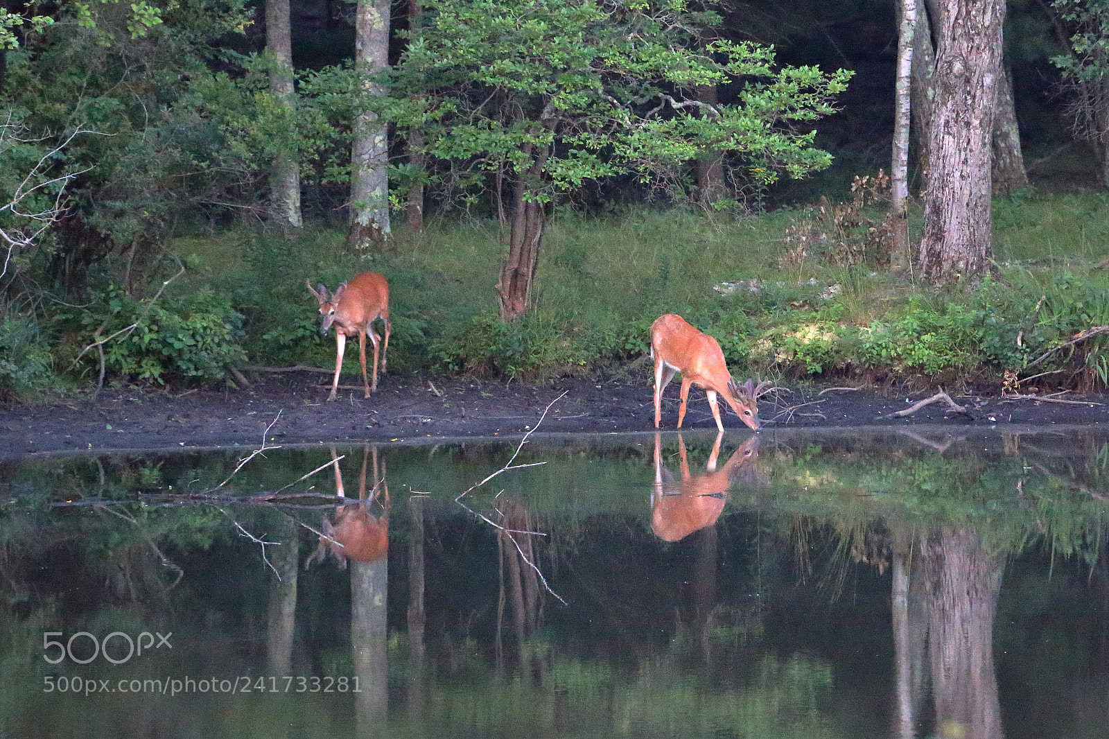 Canon EOS-1D X sample photo. Thirsty deer! photography