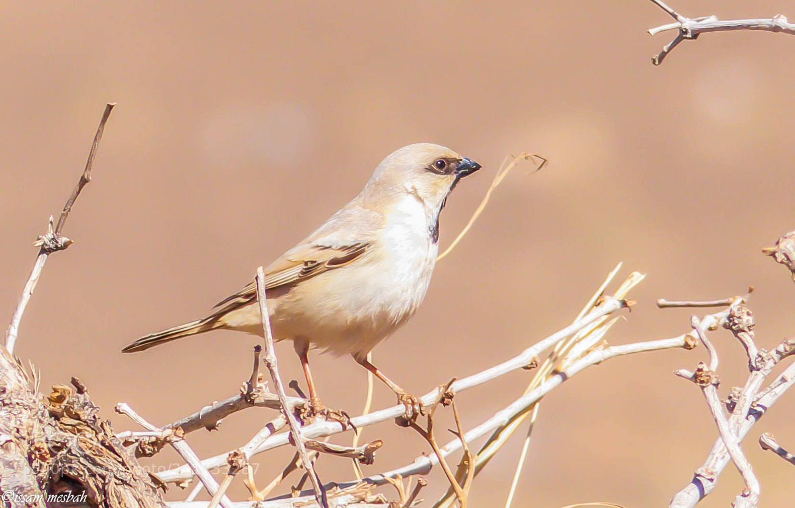 Panasonic Lumix DMC-FZ200 sample photo. Desert sparrow photography