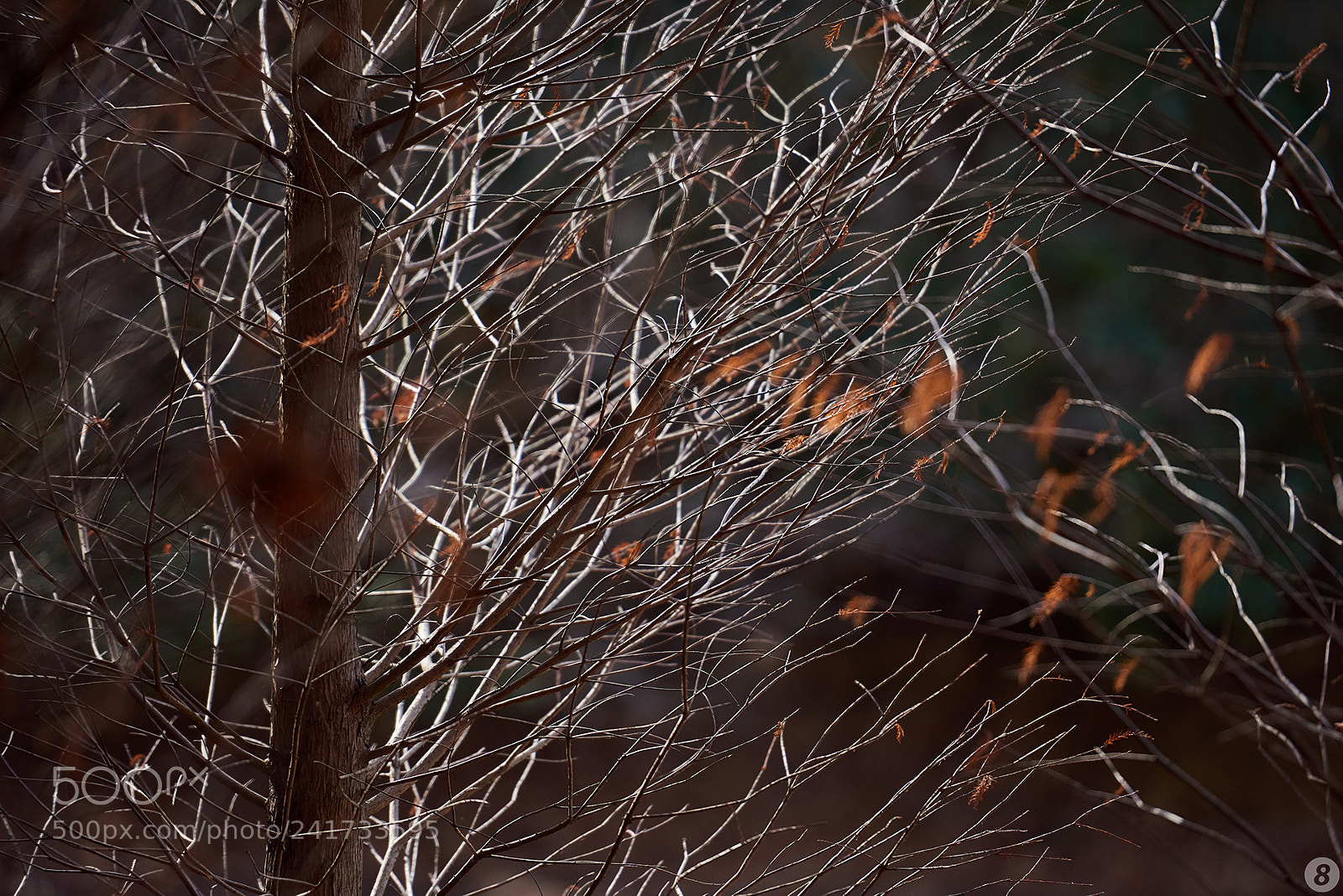 Nikon D810 sample photo. 篠栗九大の森 - sasaguri kyudainomori - photography
