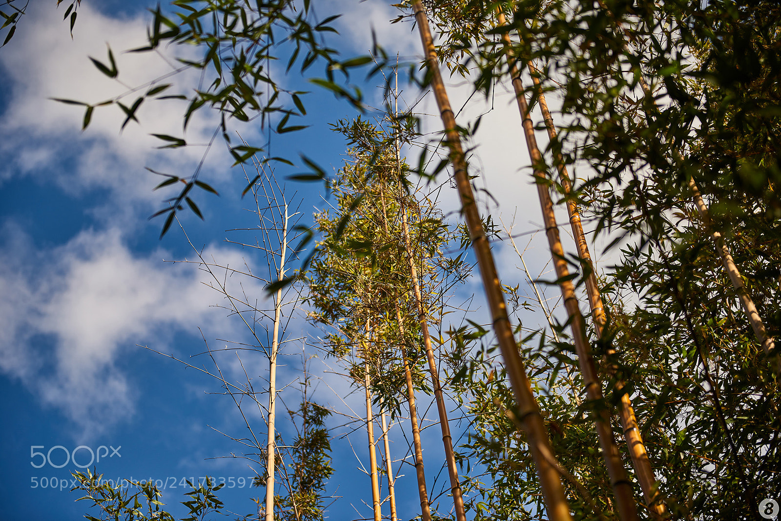Nikon D810 sample photo. 篠栗九大の森 - sasaguri kyudainomori - photography