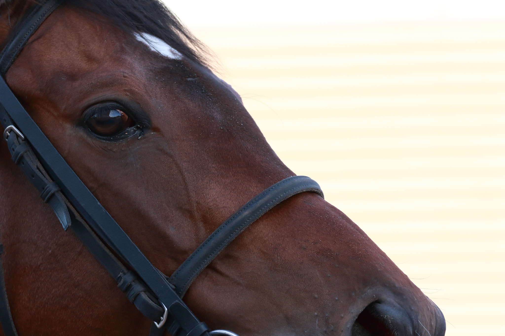 Sigma 150-600mm F5-6.3 DG OS HSM | C sample photo. Race horse photography
