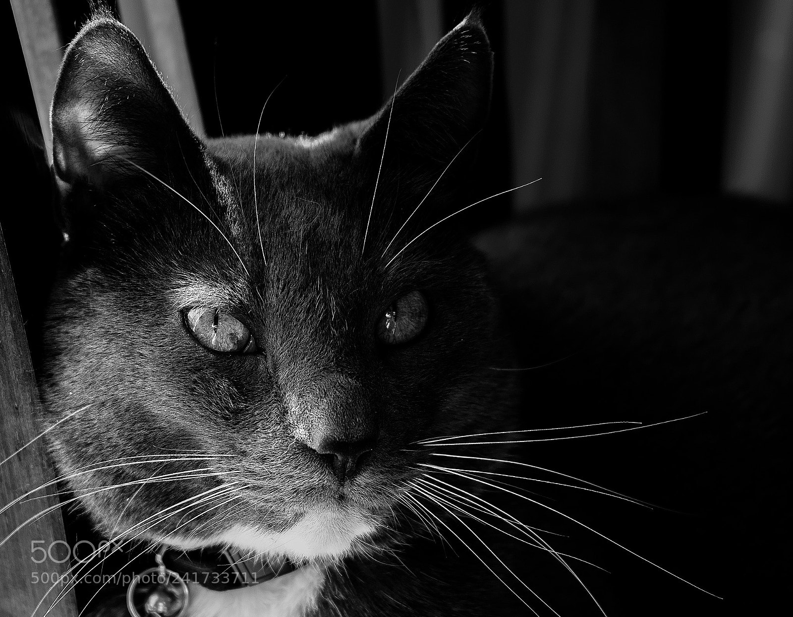 Sigma DP2 Merrill sample photo. Bw cat photography