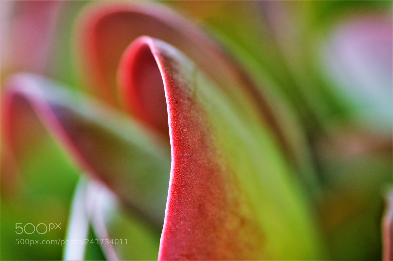 Nikon D5000 sample photo. Cactus photography