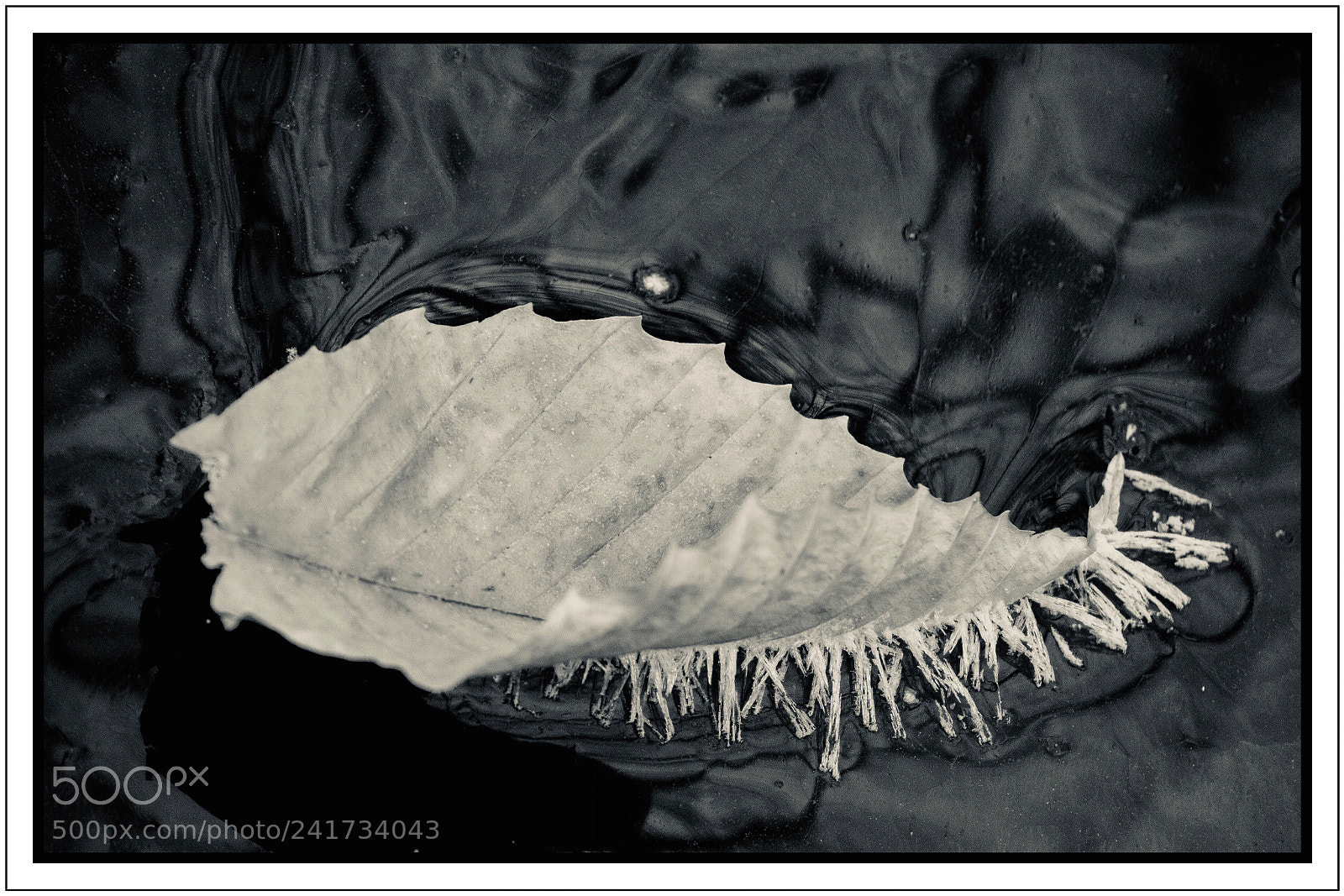 Canon EOS M6 sample photo. Leaf on ice, with photography