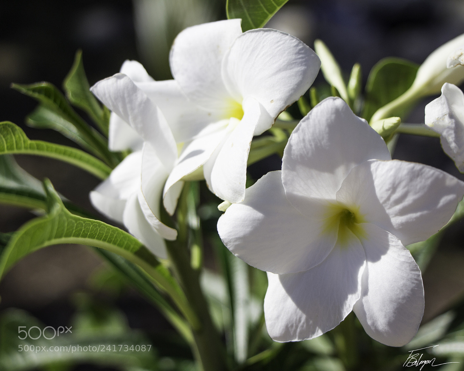 Canon EOS 650D (EOS Rebel T4i / EOS Kiss X6i) sample photo. Flowers all over photography